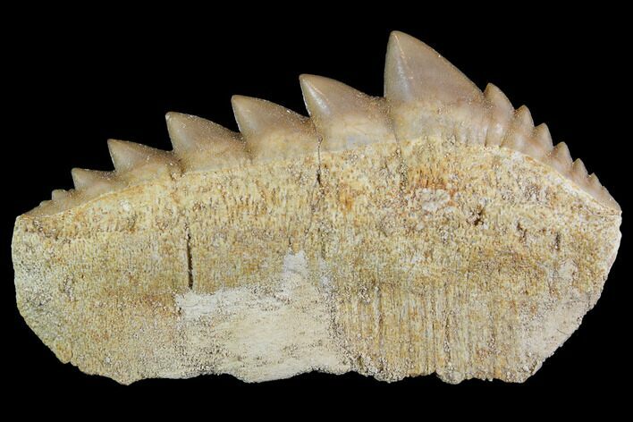 Fossil Cow Shark (Hexanchus) Tooth - Morocco #92622
